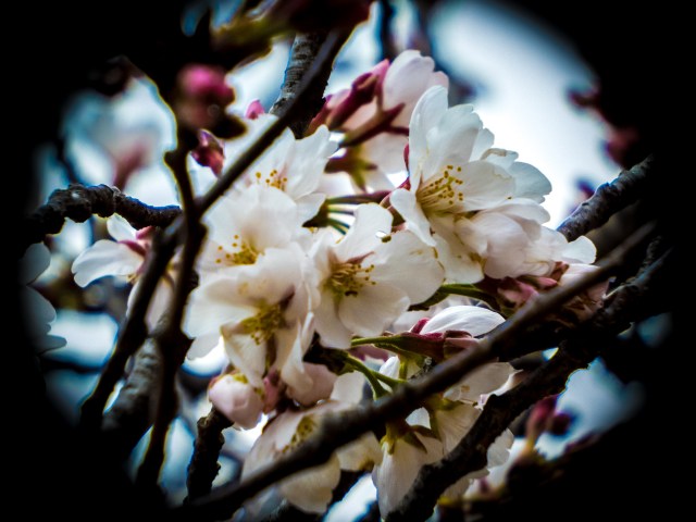 Jane Magnolia & CB Day - 3-19-16 -1324