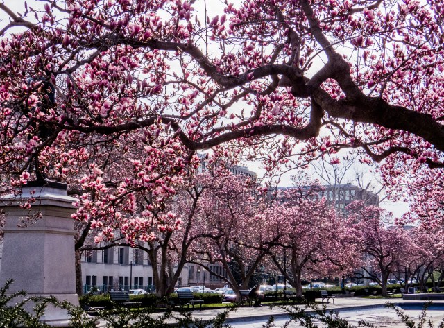 Jane_Magnolia_Trees_-_Rawlins_Park_-_4-2-14-3335