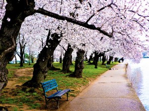 Cherry blossoms