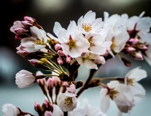 Jane Magnolia & CB Day - 3-19-16 -1328