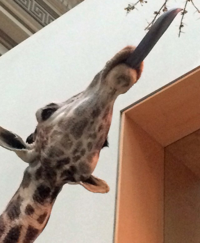 giraffe