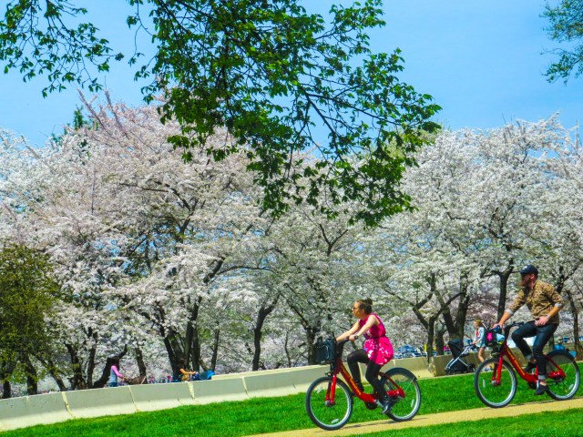 cherry blossoms