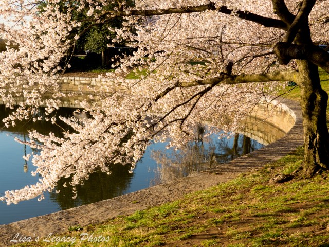 cherry blossom trees