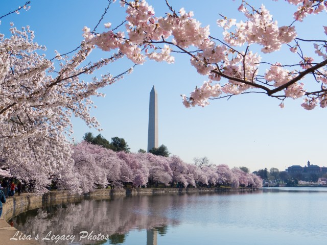 Cherry blossoms 2014