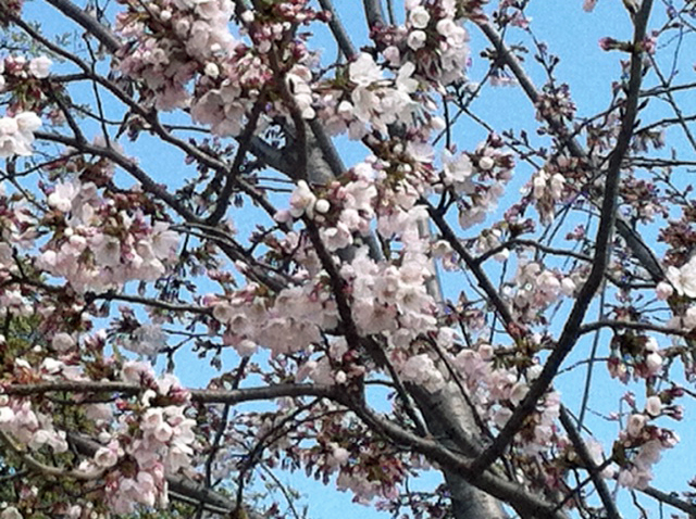cherryblossoms1