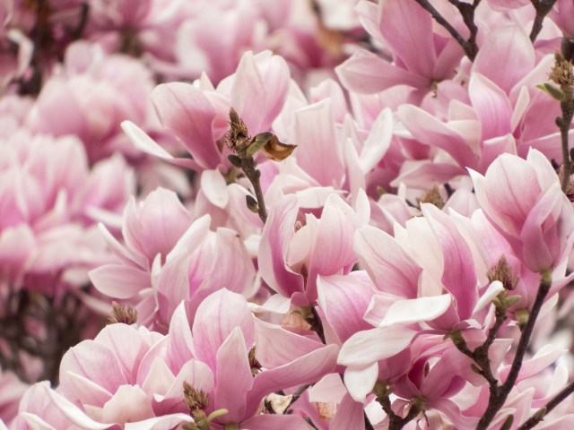 Jane Magnolia & CB Day - 3-19-16 -1266