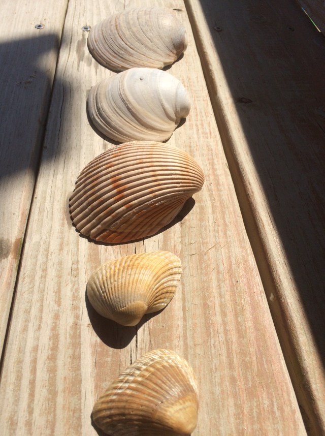 Sea shells